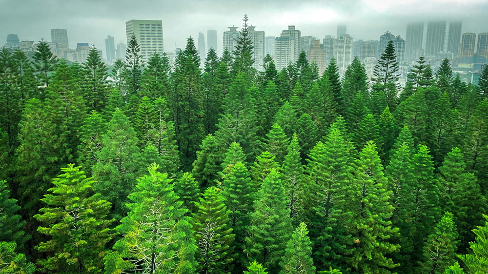 a view of a forest with tall buildings in the background