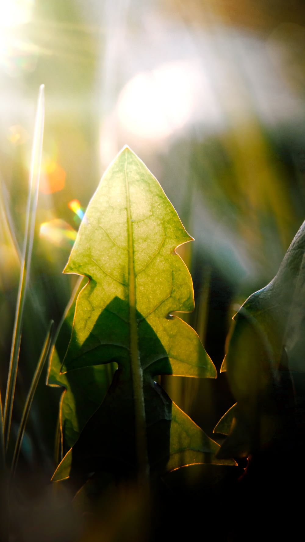 a close up of a leaf in the grass