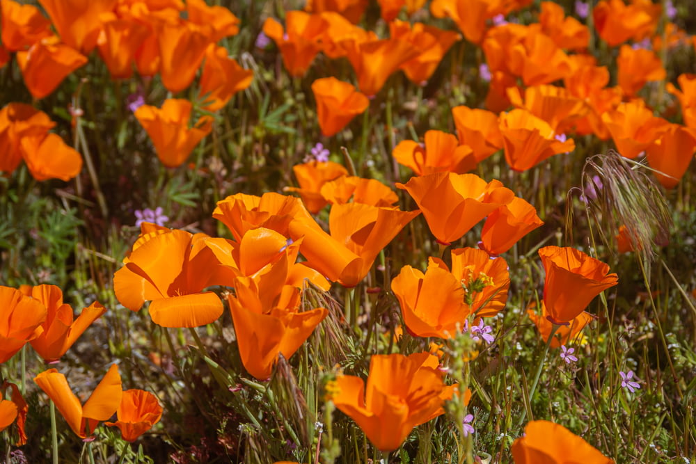 a field of orange flowers with purple flowers in the background