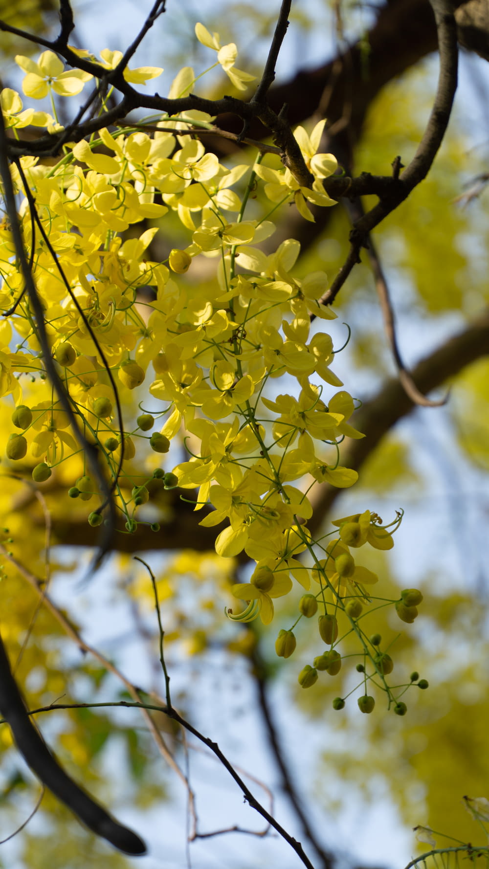 a tree branch with yellow flowers on it