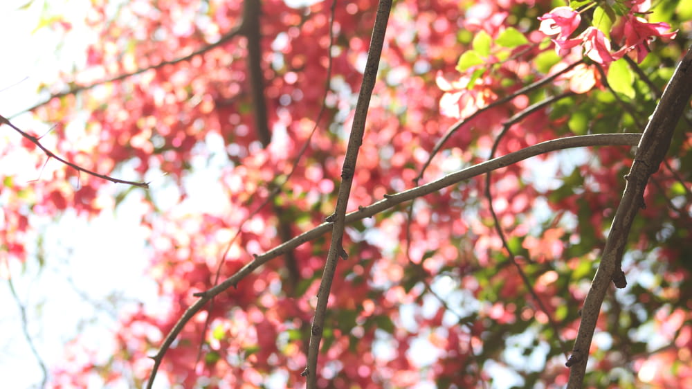 a branch with pink flowers in the background