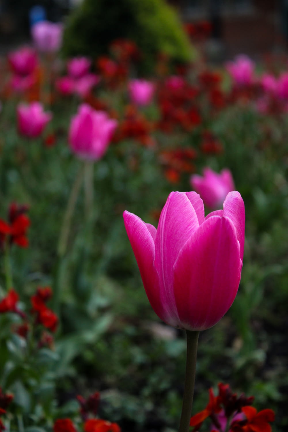 a pink tulip in a field of red and pink flowers