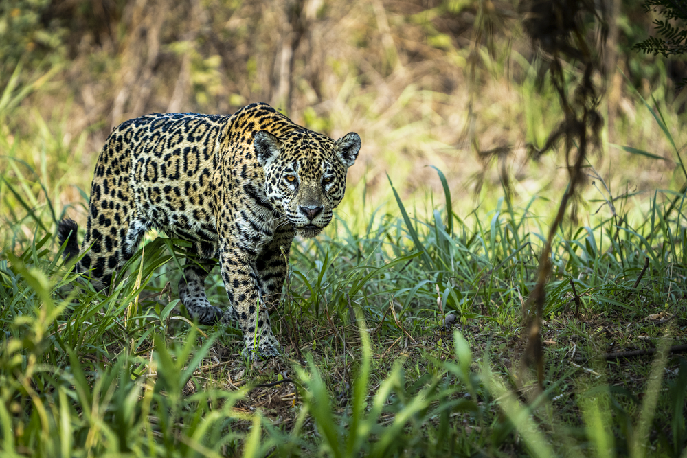 a large leopard walking through a lush green forest