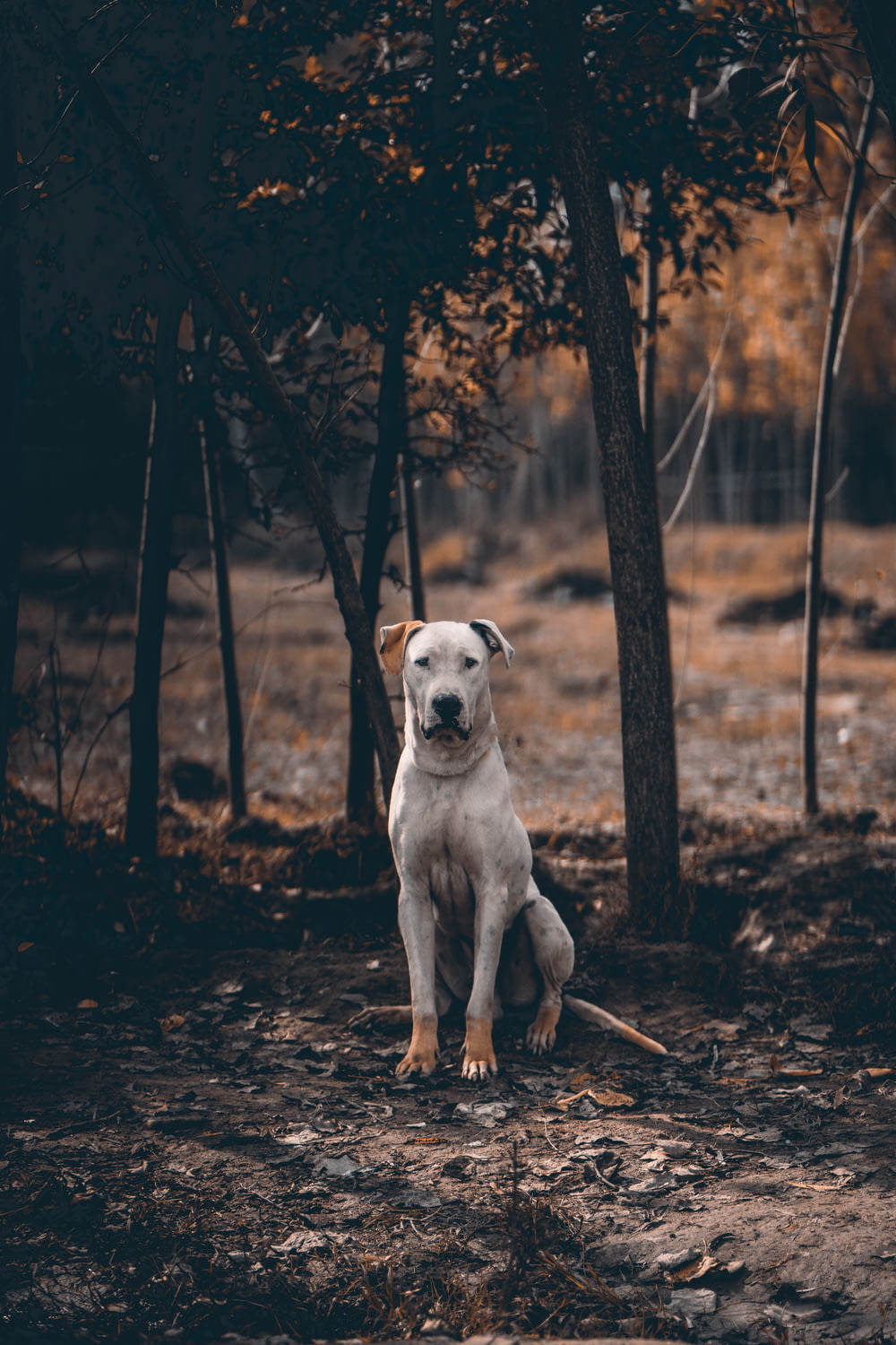 a dog sitting in the middle of a forest