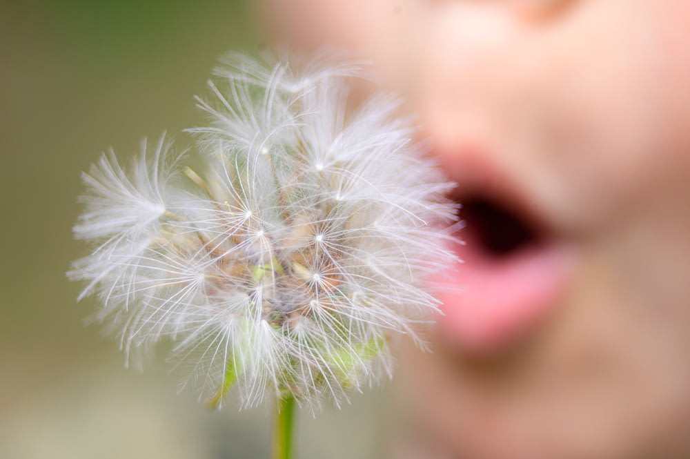 a close up of a dandelion blowing in the wind