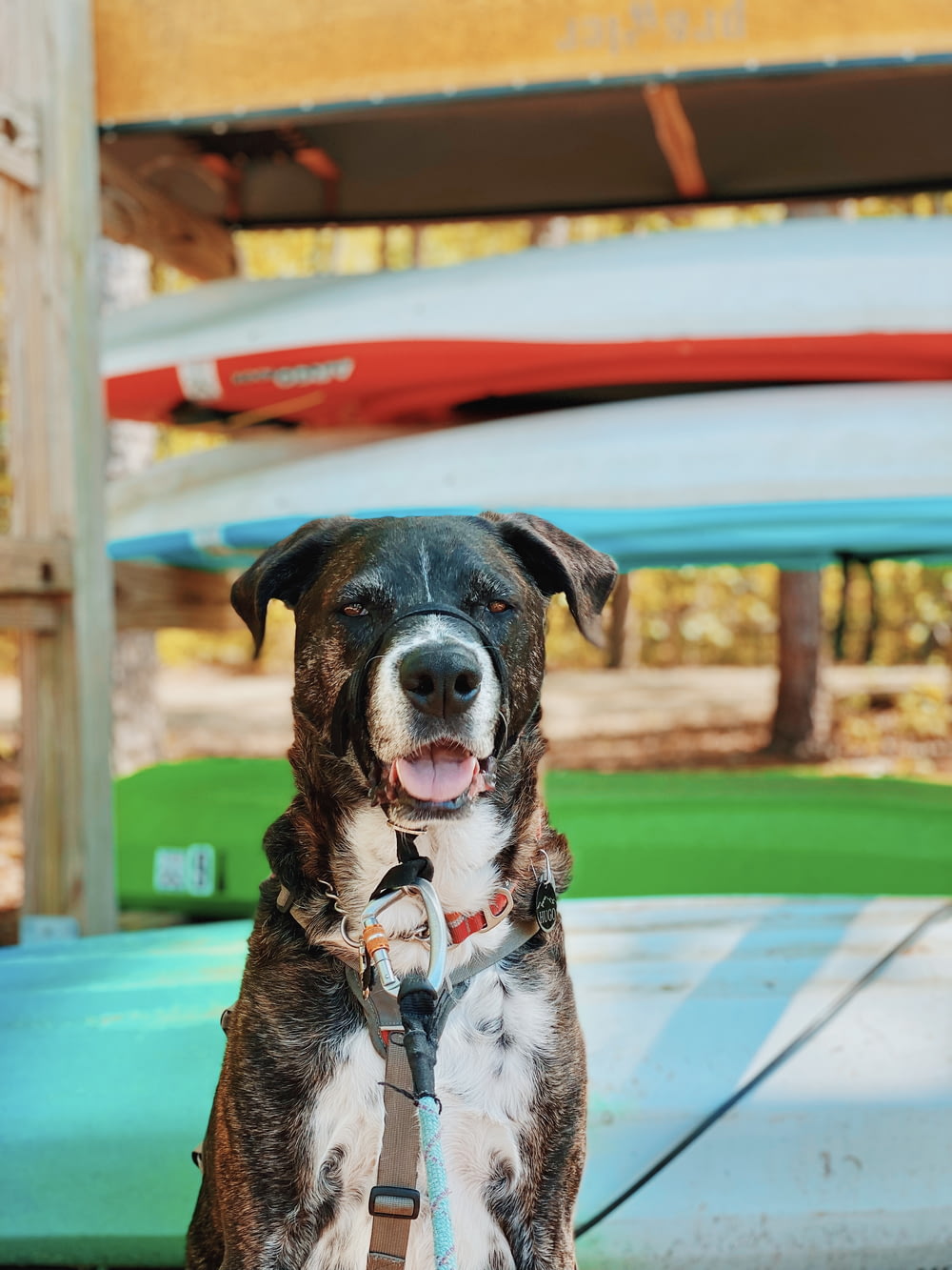 ein Hund mit Leine, der vor einem Surfbrett sitzt