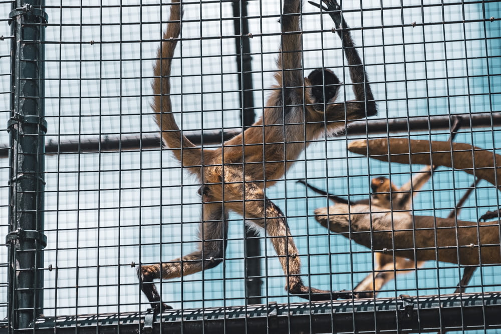 a monkey hanging upside down in a cage
