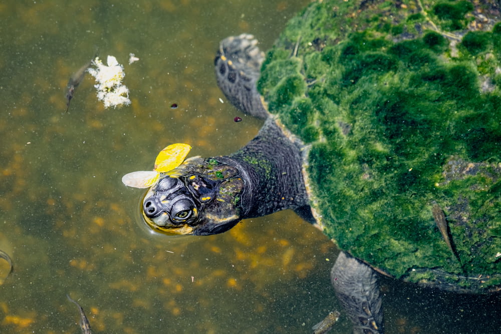 a turtle in a pond with a yellow flower in it's mouth