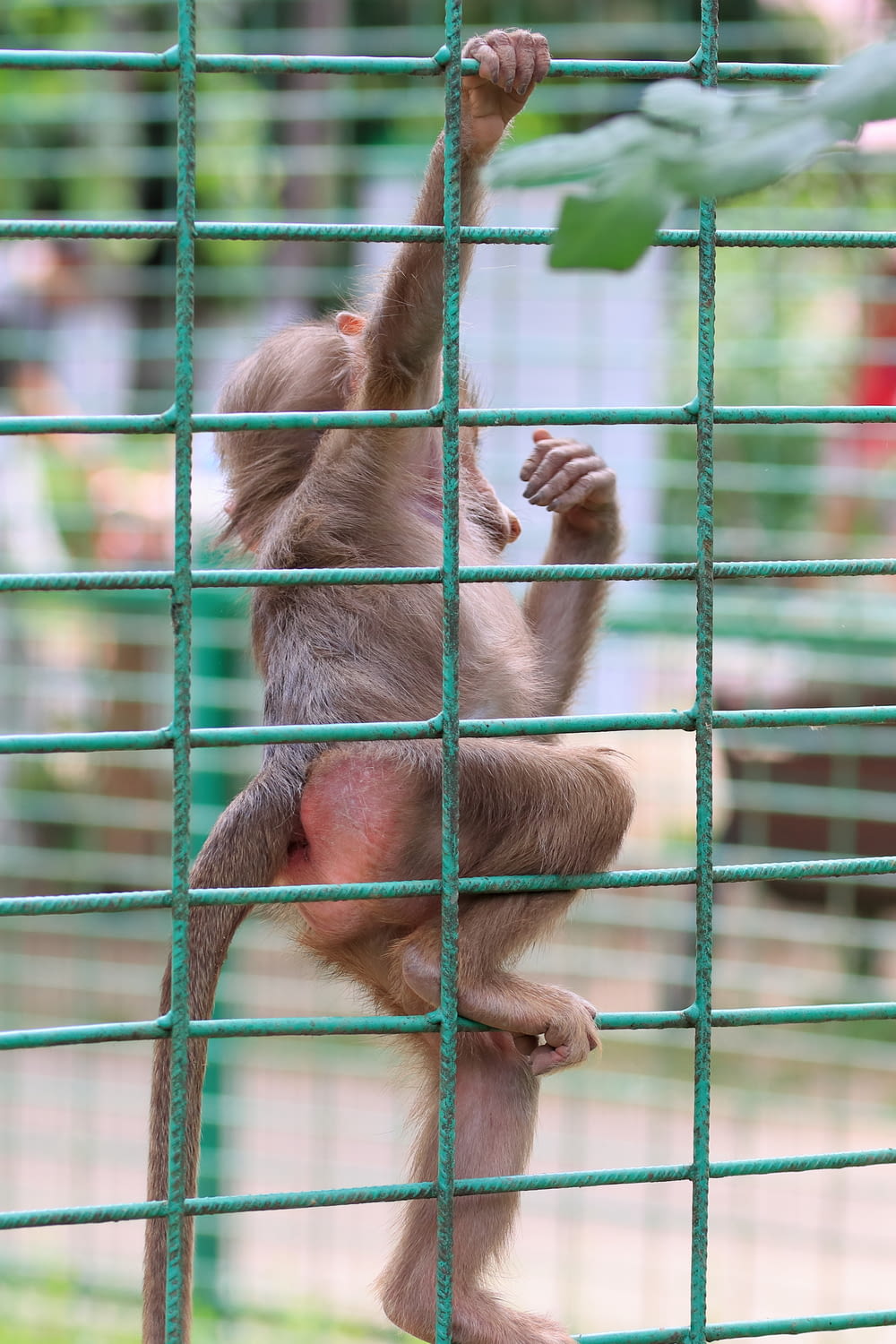 Un bébé singe grimpe sur une clôture verte