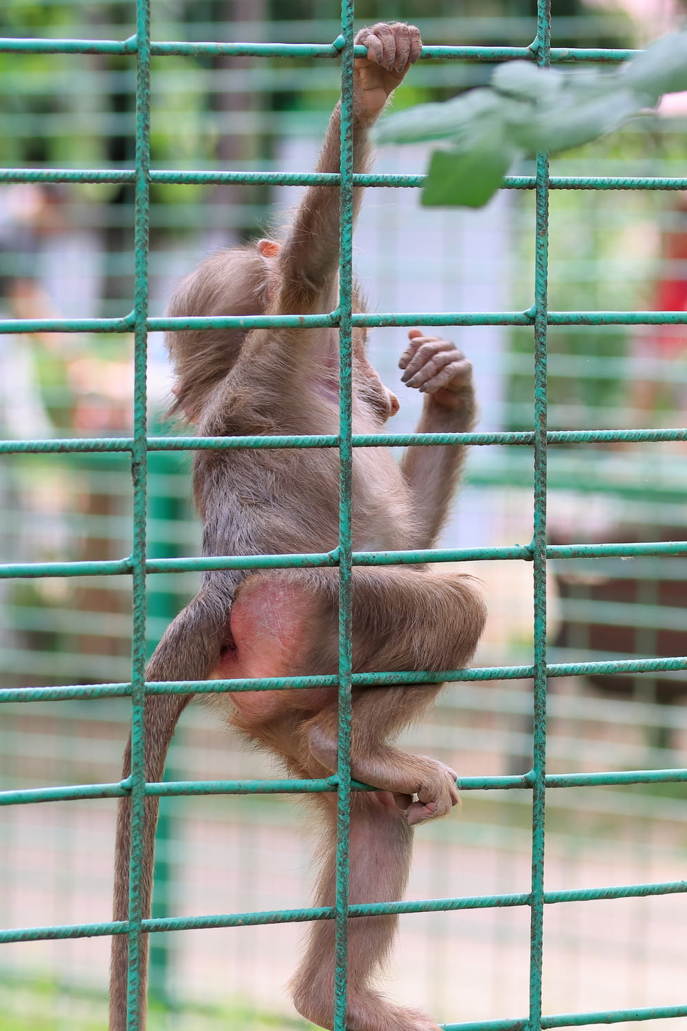 a baby monkey climbing up a green fence