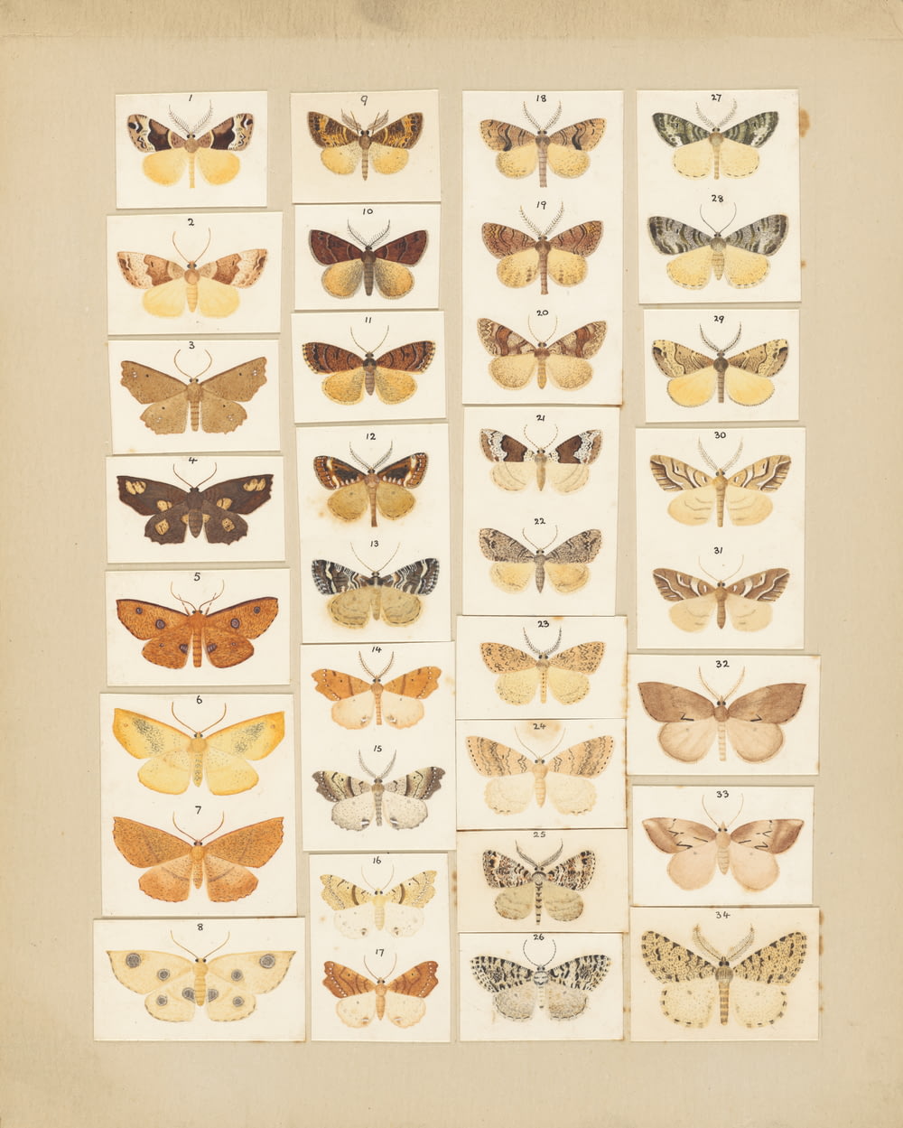 a group of butterflies on a sheet of paper