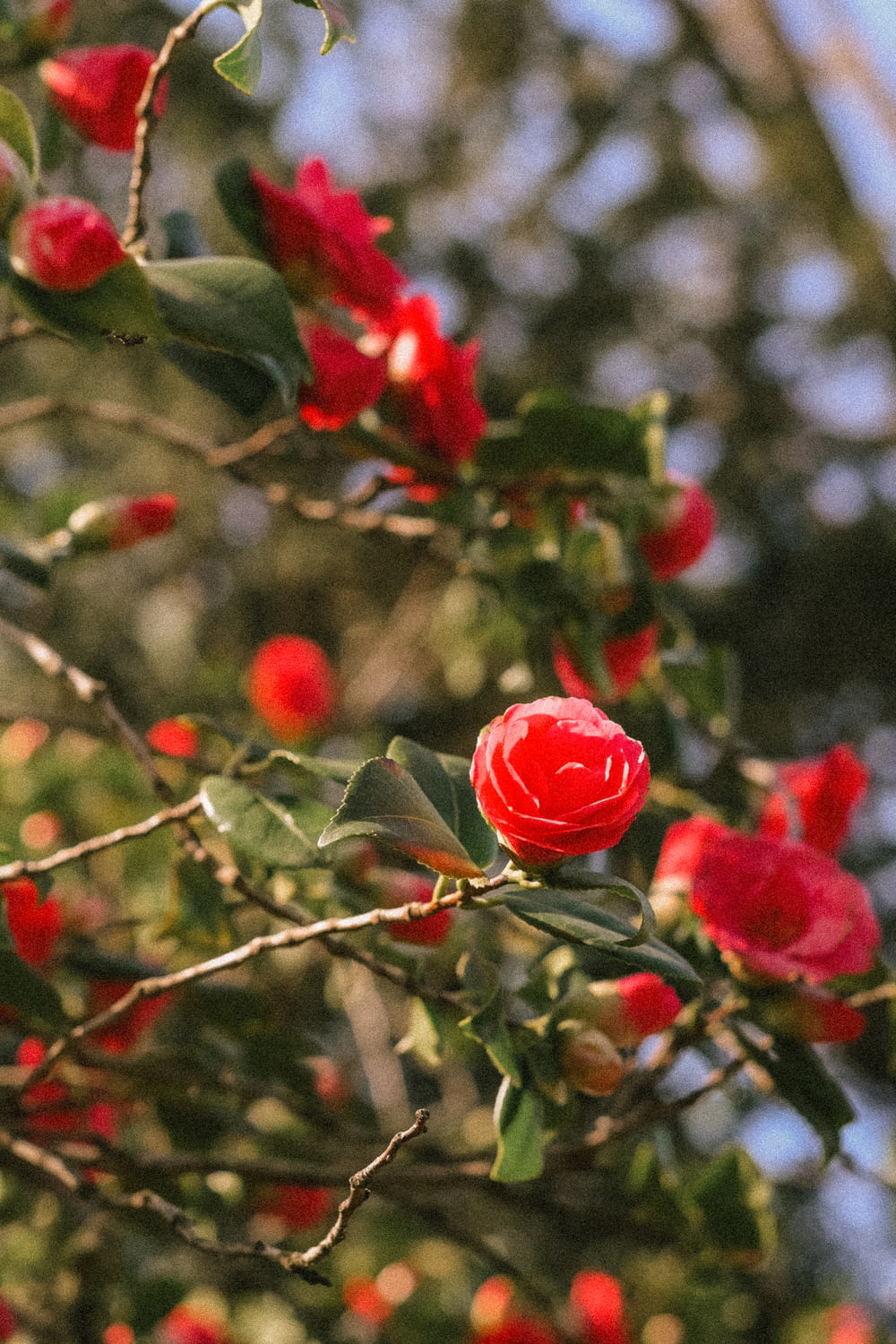 a bush with red flowers and green leaves