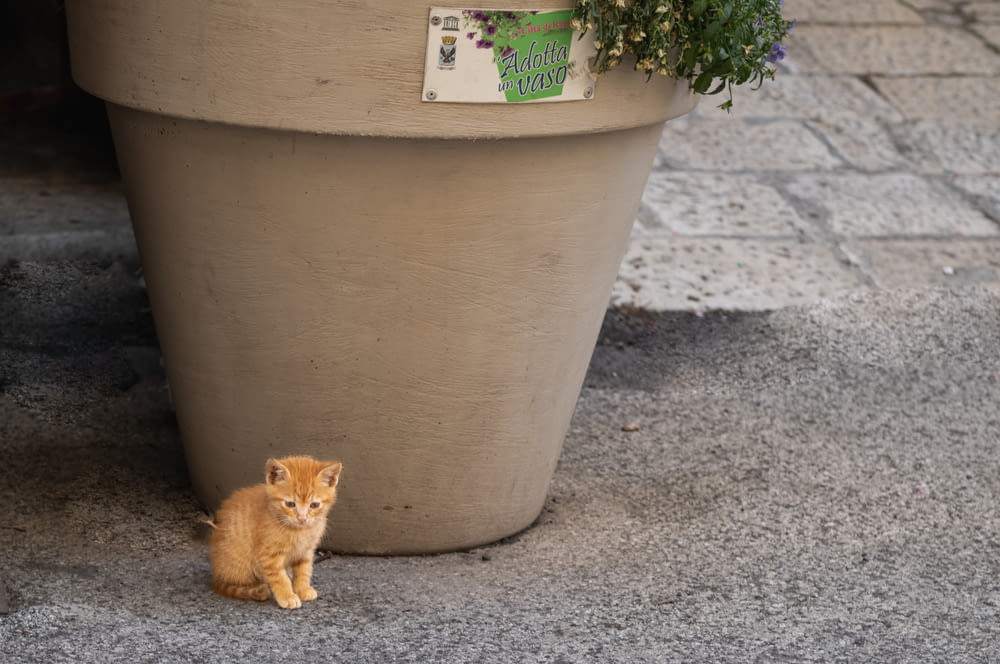 a small orange kitten sitting in front of a potted plant
