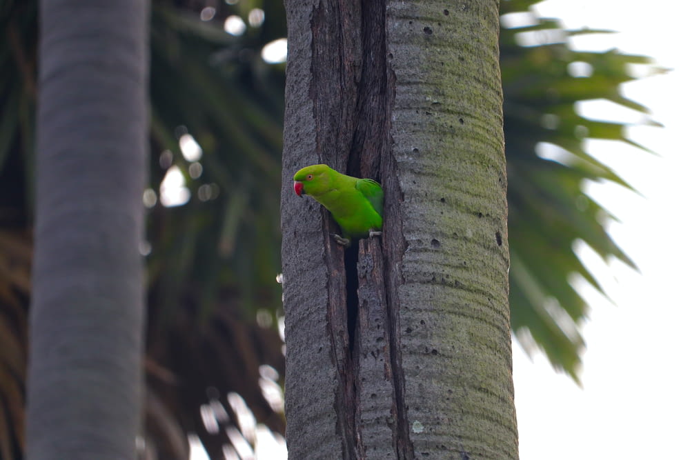 a green bird perched on a palm tree