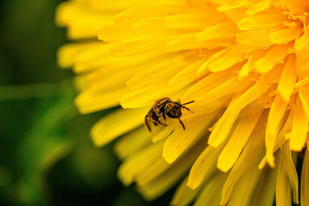a bee sitting on top of a yellow flower