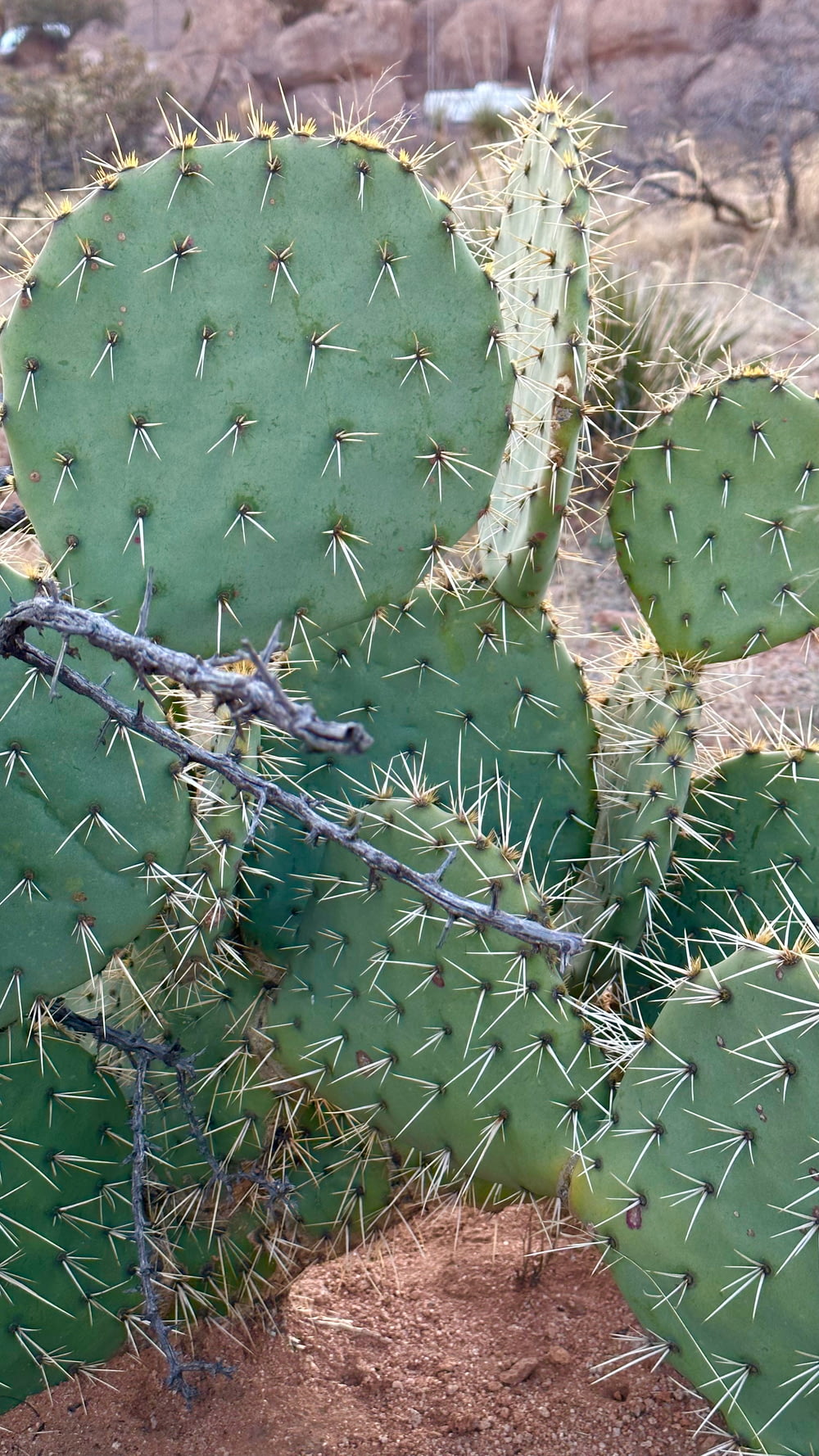 a green cactus with a long thin stem