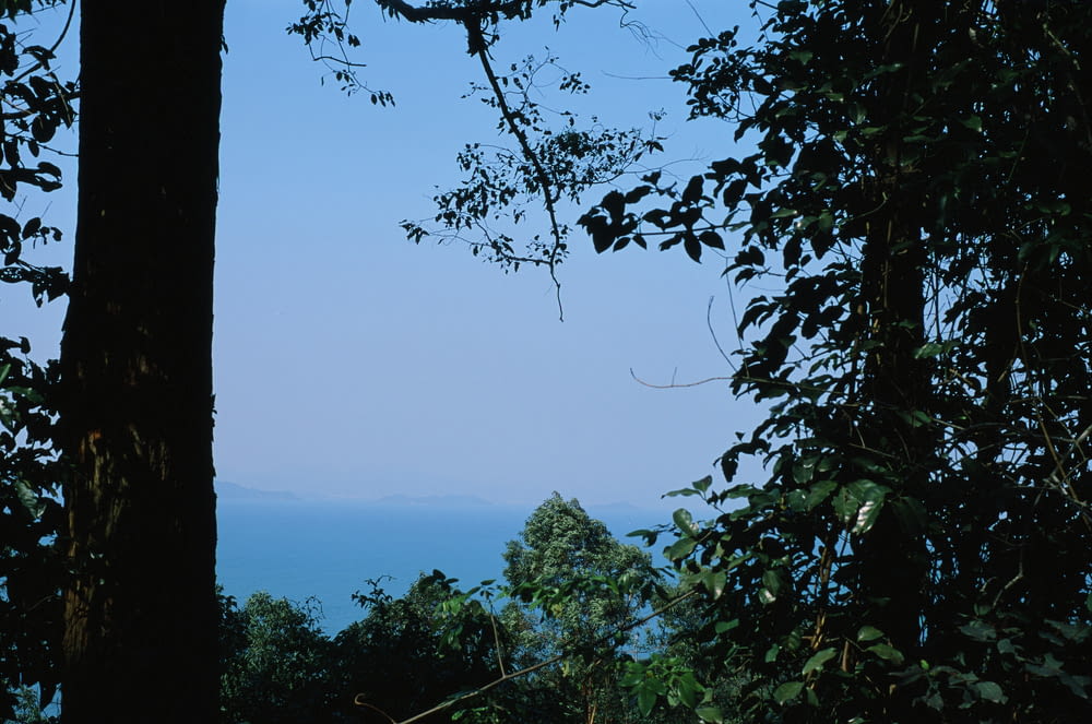 a view of the ocean through the trees