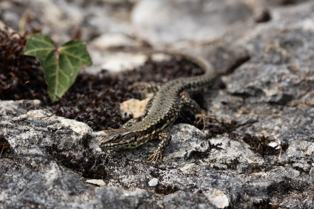 a small lizard is sitting on a rock