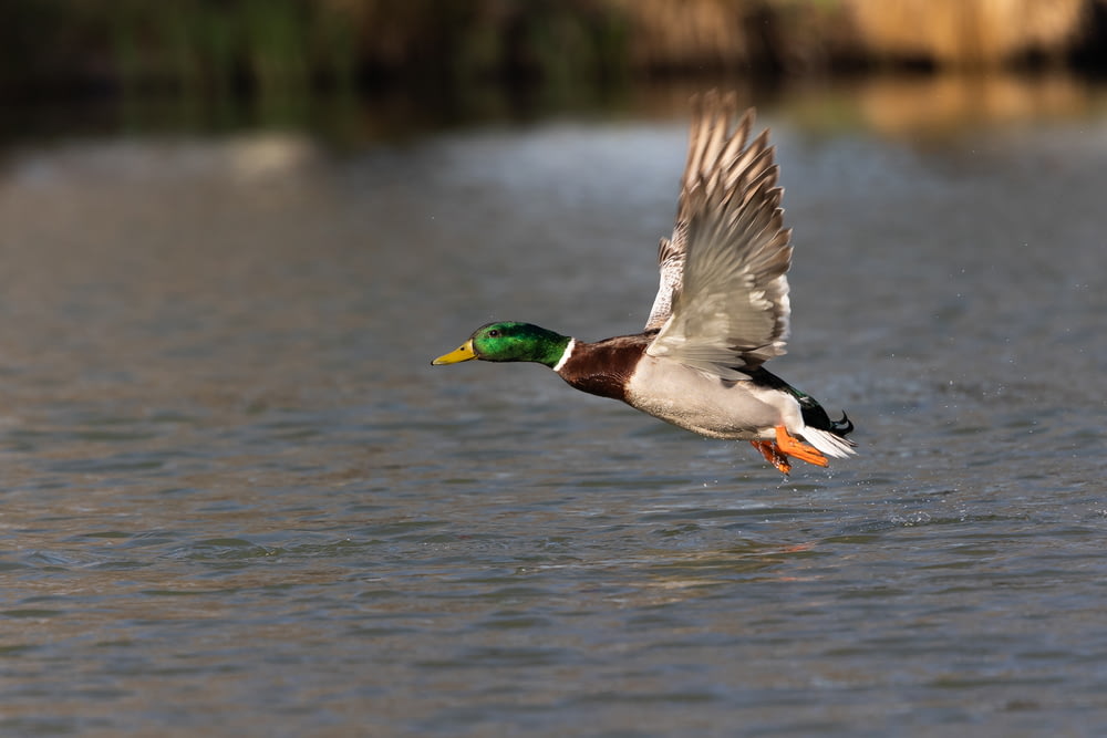 a duck flying over a body of water