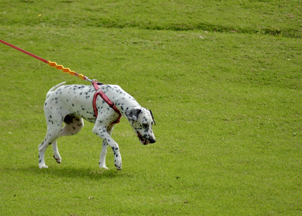 a dalmatian dog on a leash in a field