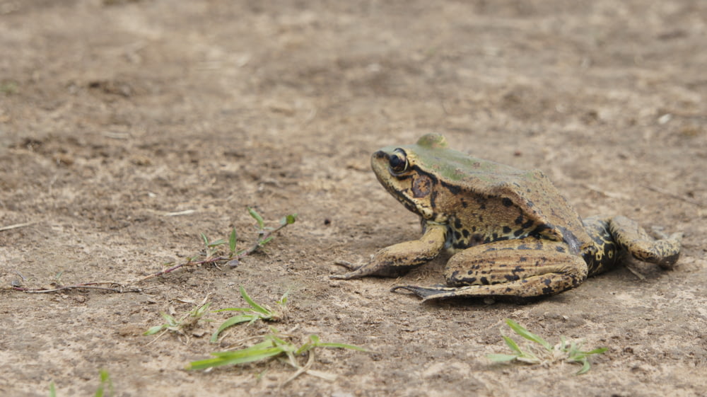 a frog sitting on the ground in the dirt