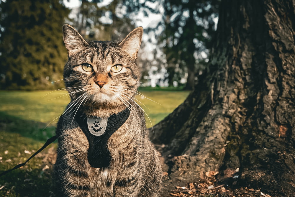 a cat wearing a tie sitting in front of a tree