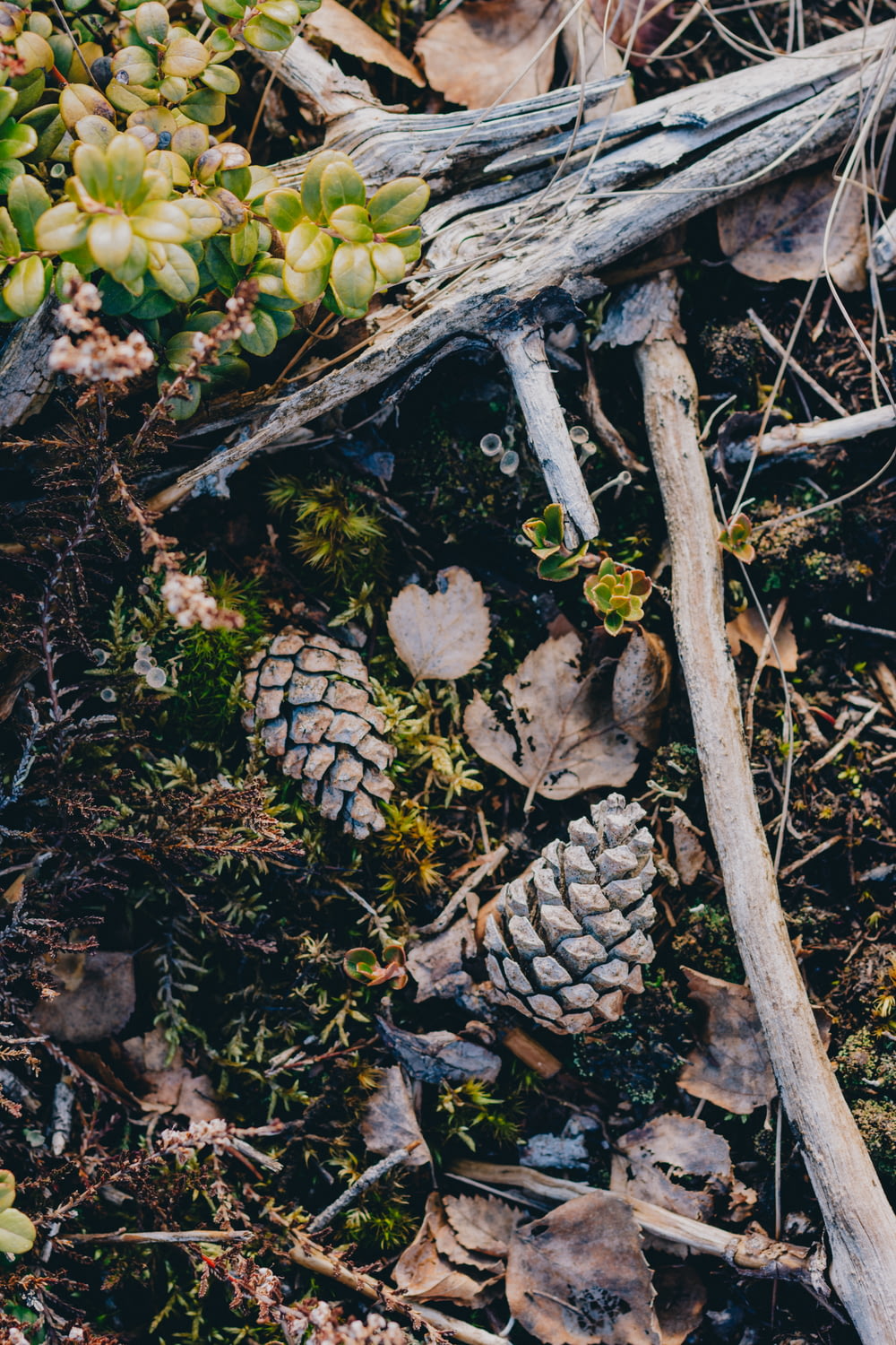 a bunch of pine cones sitting on top of a forest floor