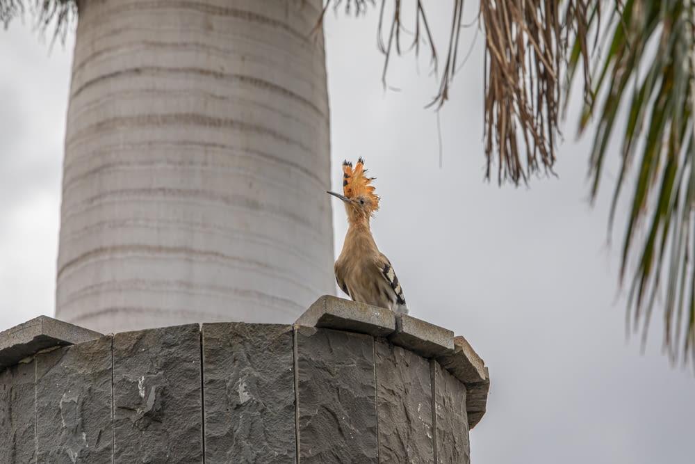 Un pájaro sentado encima de una estructura de cemento