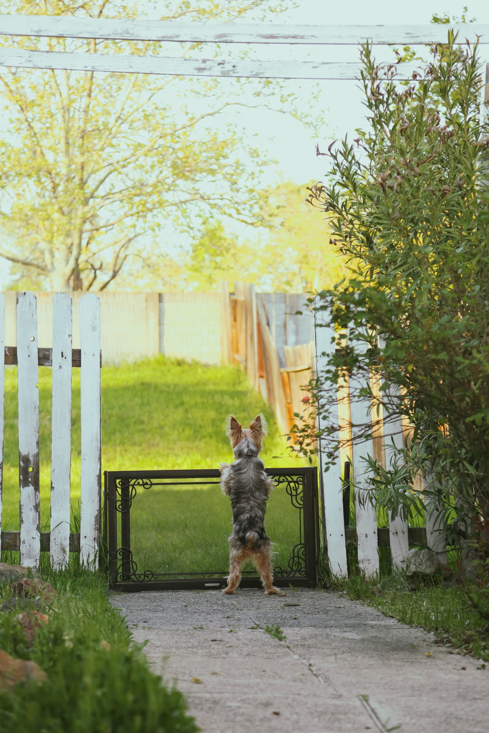 a small dog standing on its hind legs in front of a gate