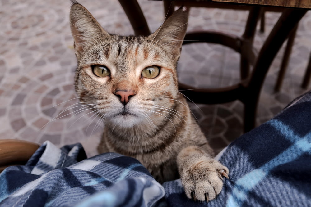 a cat sitting on a chair looking at the camera