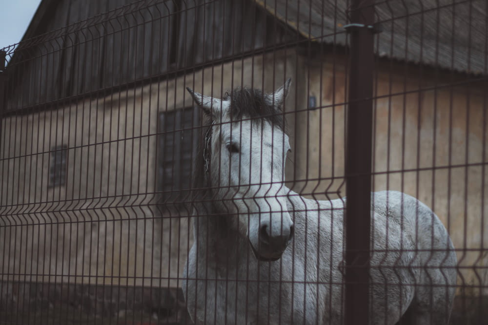 a white horse behind a fence in front of a building