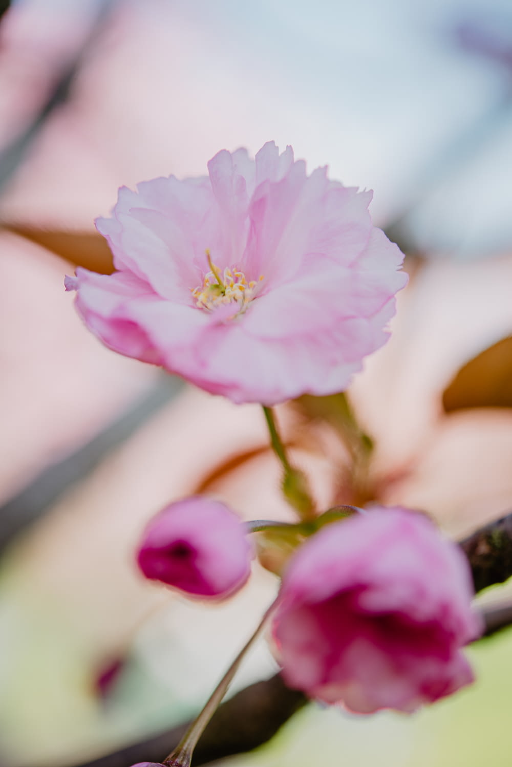 Un primer plano de una flor rosada en una rama