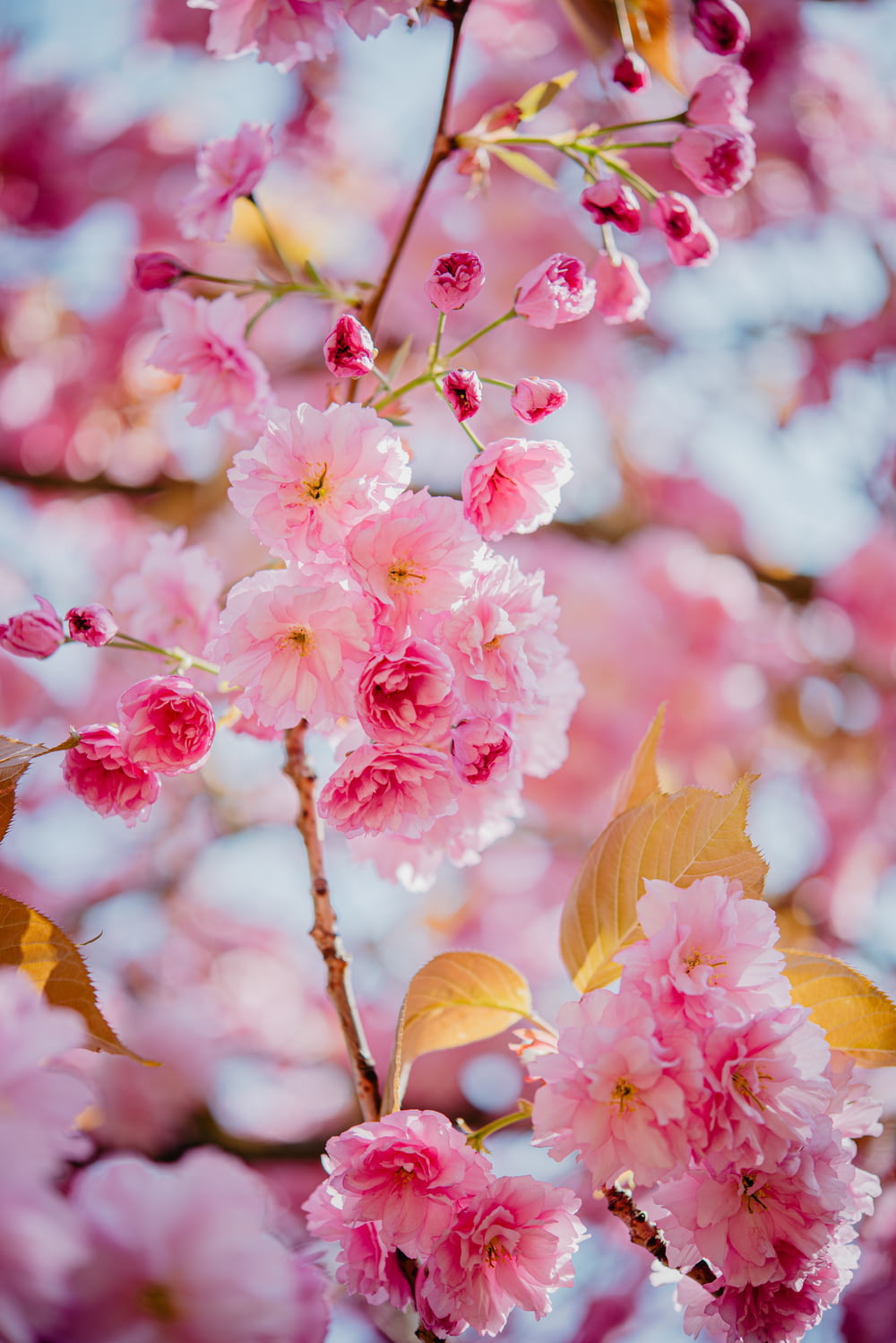 Las flores rosadas florecen en la rama de un árbol