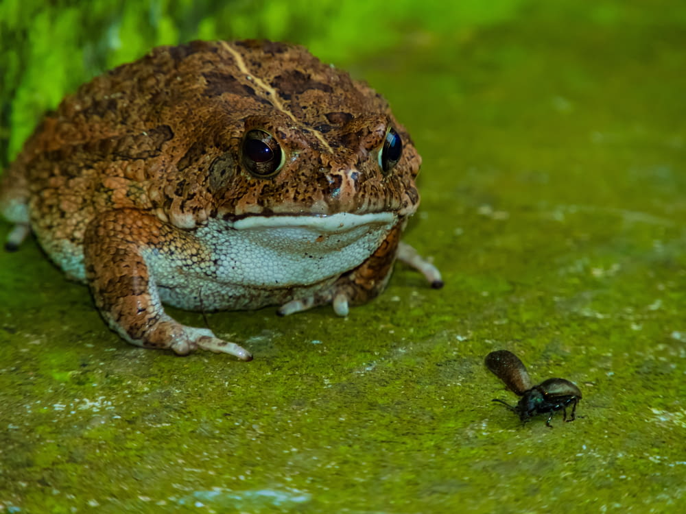 a frog sitting on the ground next to a bug