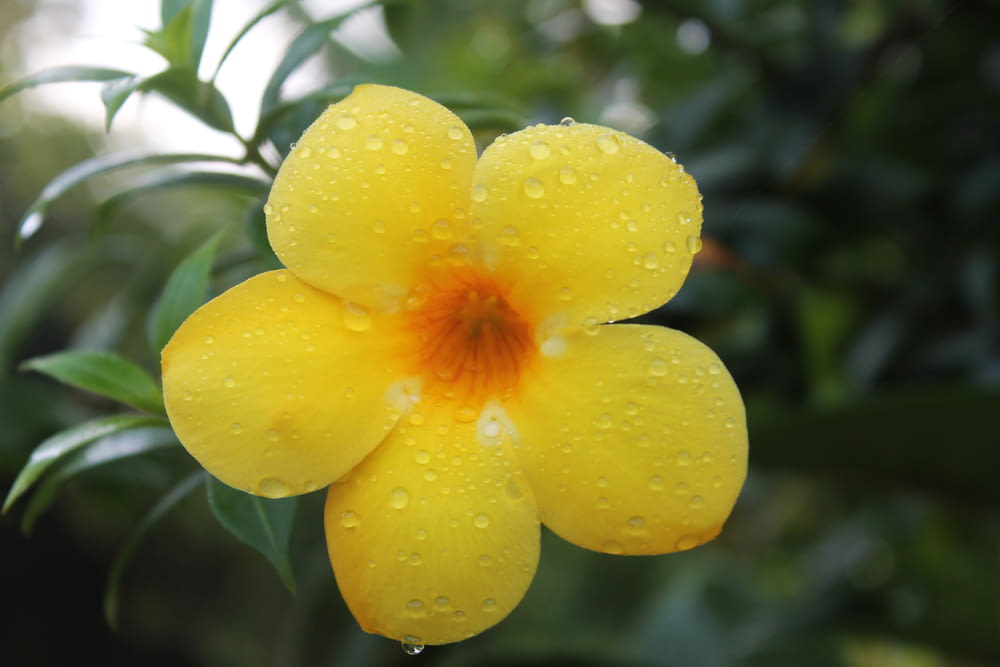 a yellow flower with drops of water on it