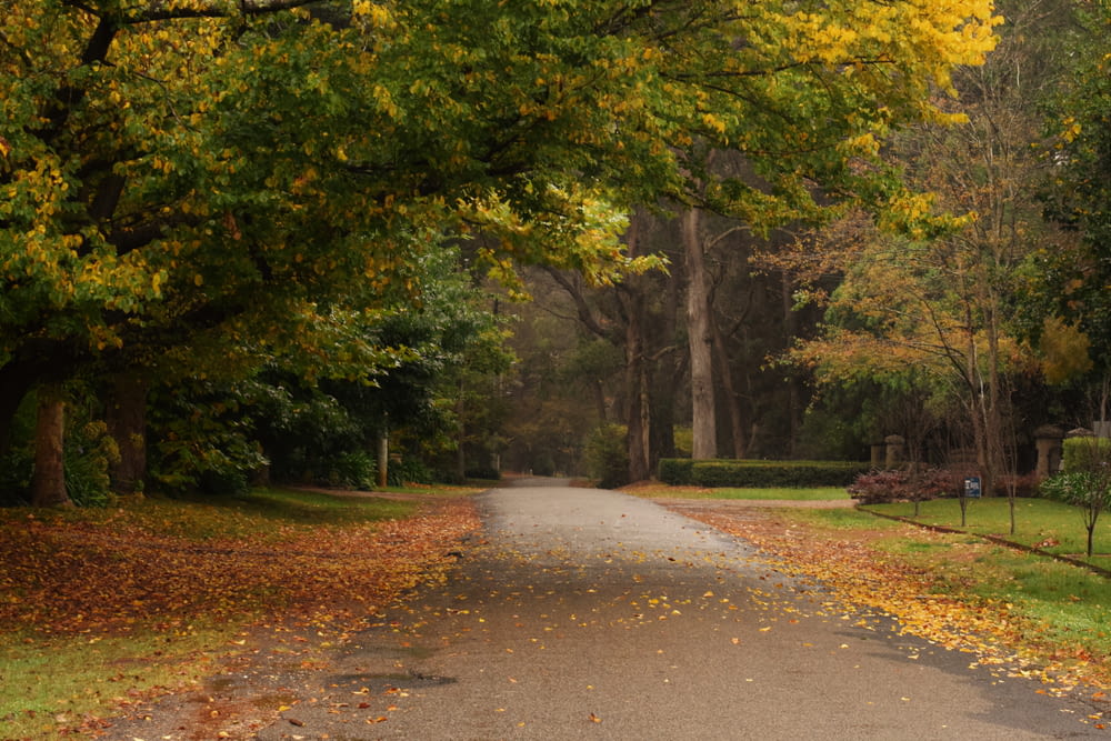 a paved road surrounded by trees with yellow leaves