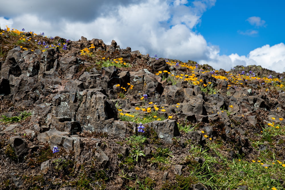 a rocky hillside with yellow flowers growing on it