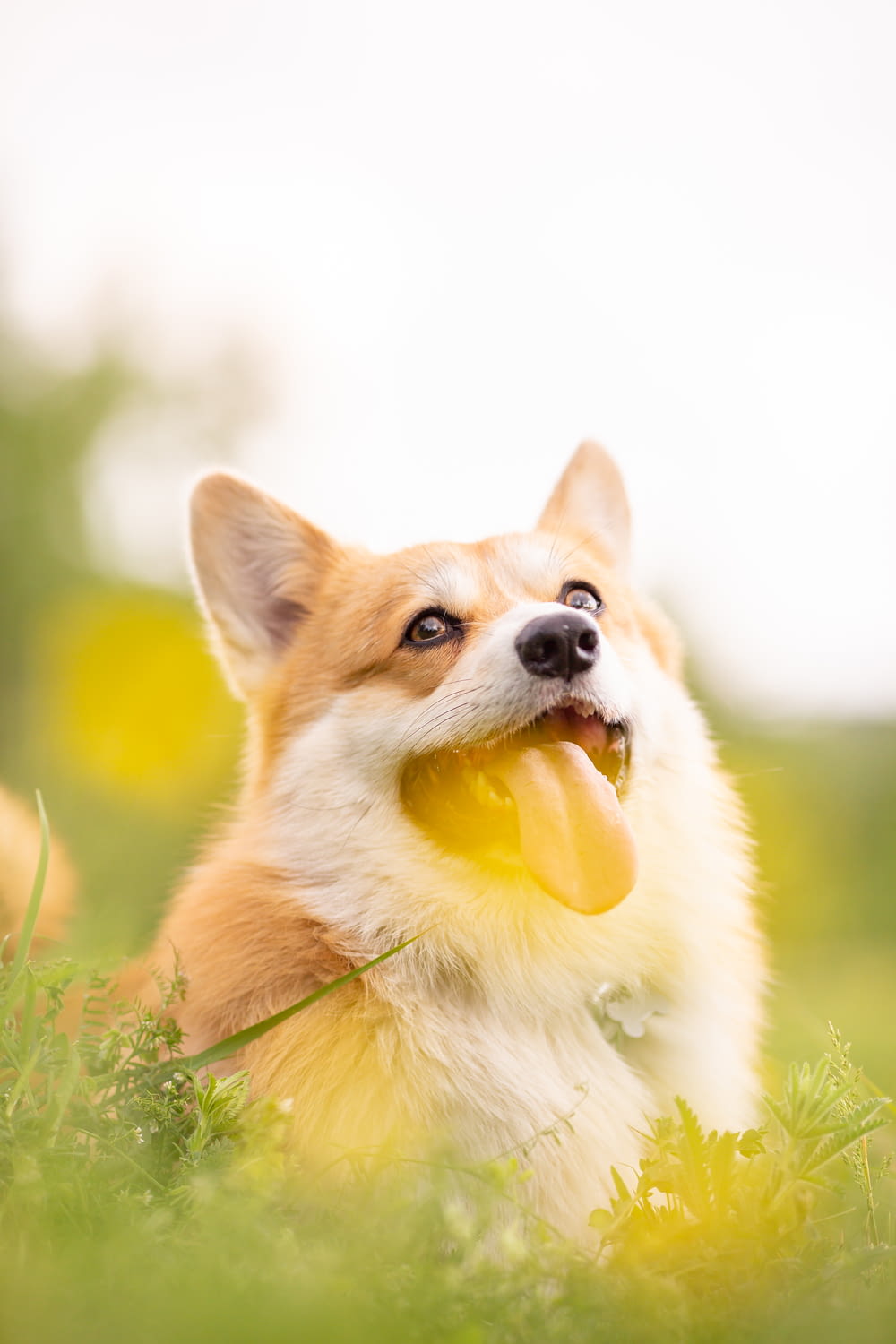 a dog laying in the grass with a frisbee in its mouth