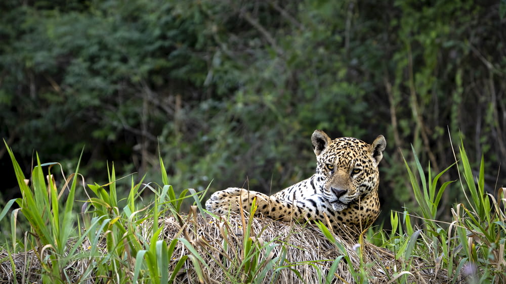 a large leopard laying in the grass next to a forest