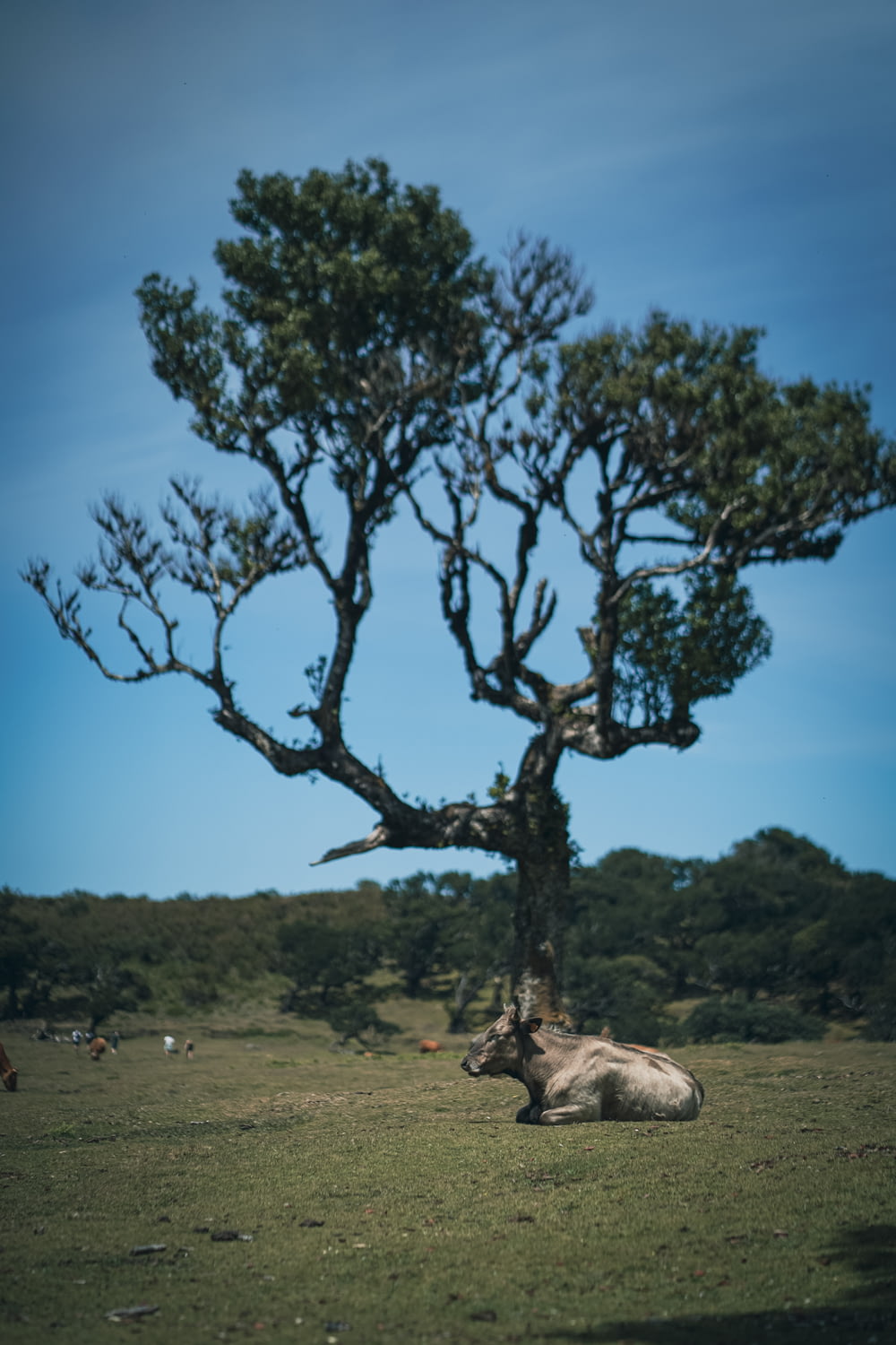 a cow laying in a field under a tree