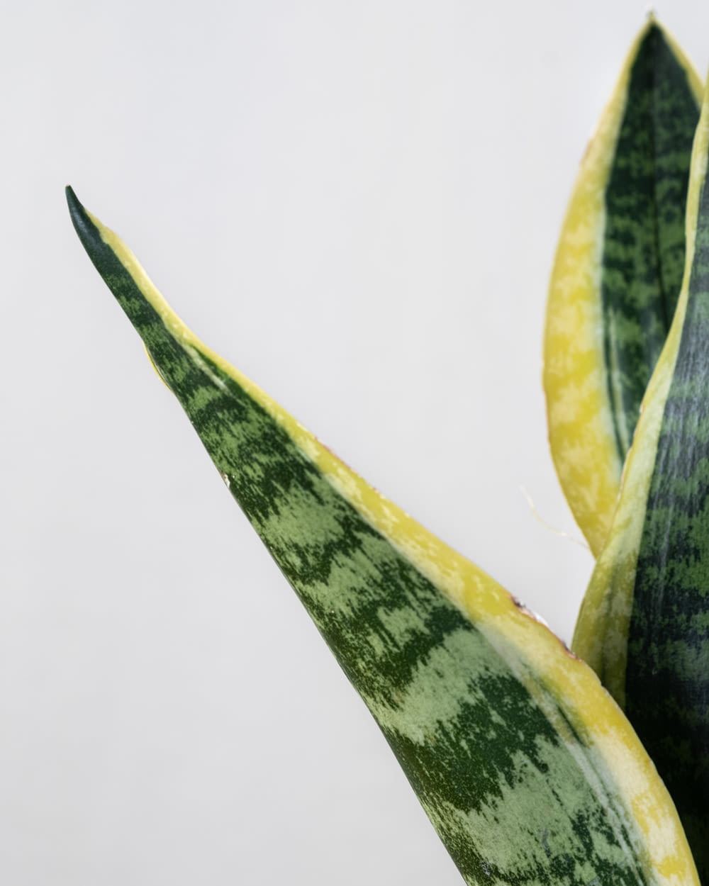 a close up of a plant with a white background