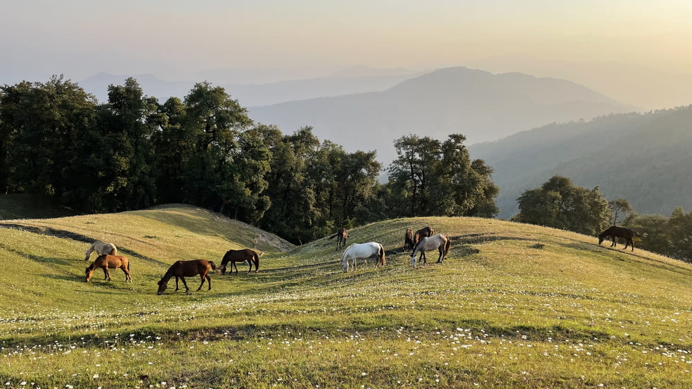 a group of horses grazing on a lush green hillside