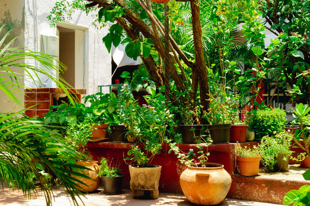 a number of potted plants in a garden