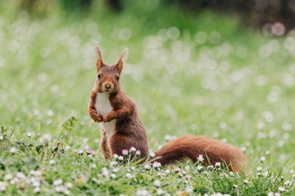 a squirrel is sitting in a field of grass
