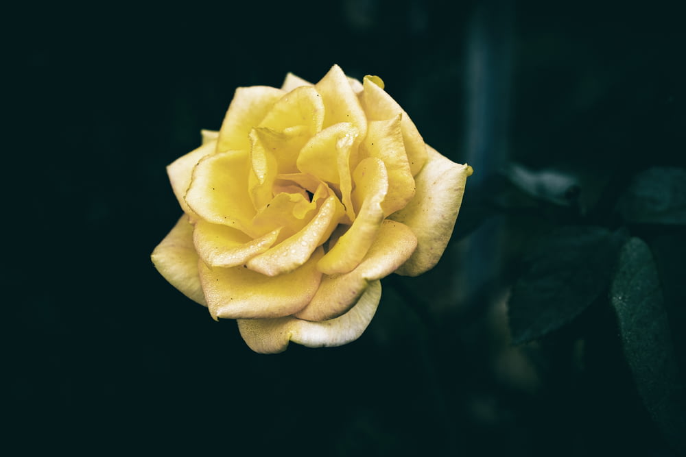 暗闇の中で黄色いバラが咲いている