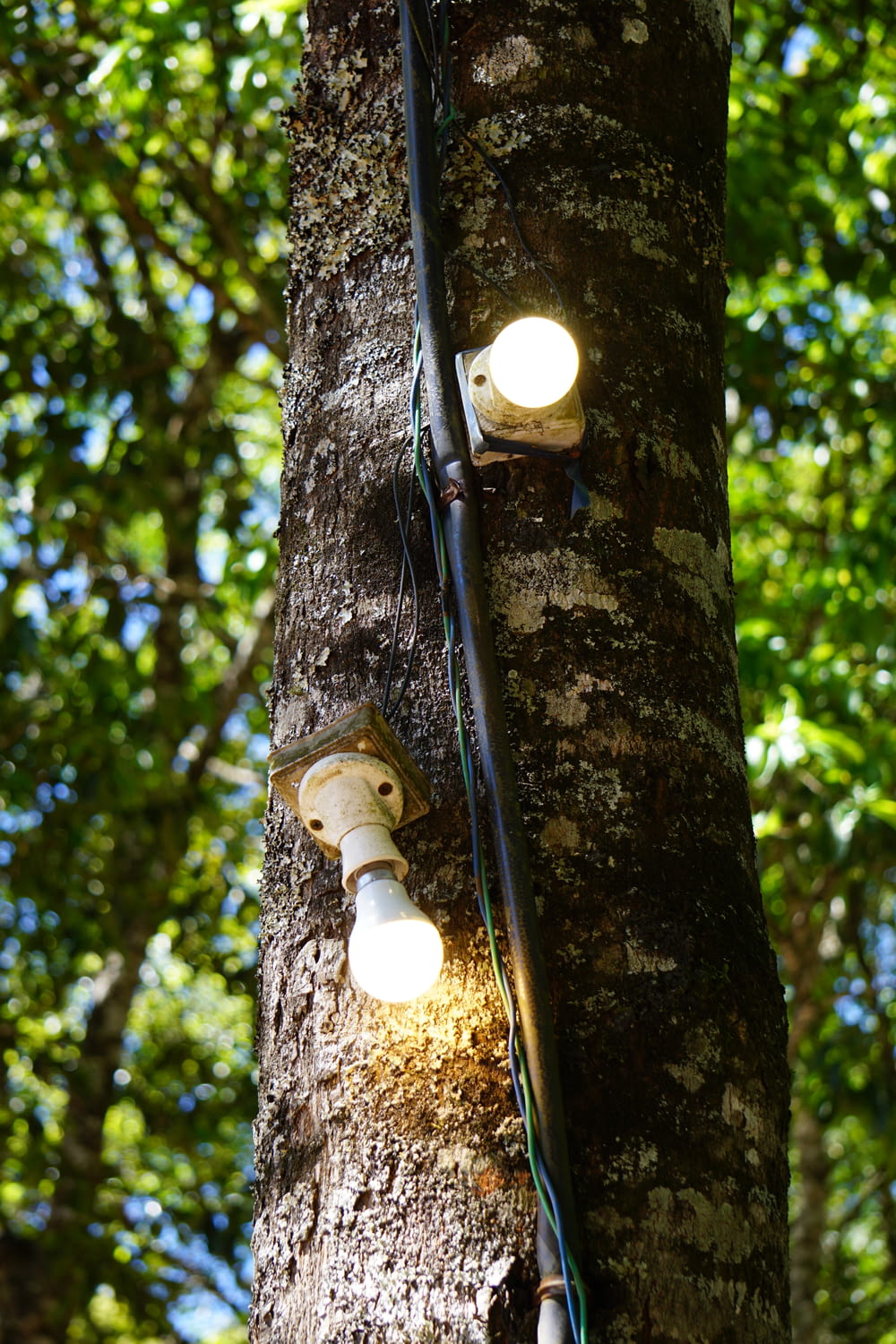 a couple of lights that are on the side of a tree
