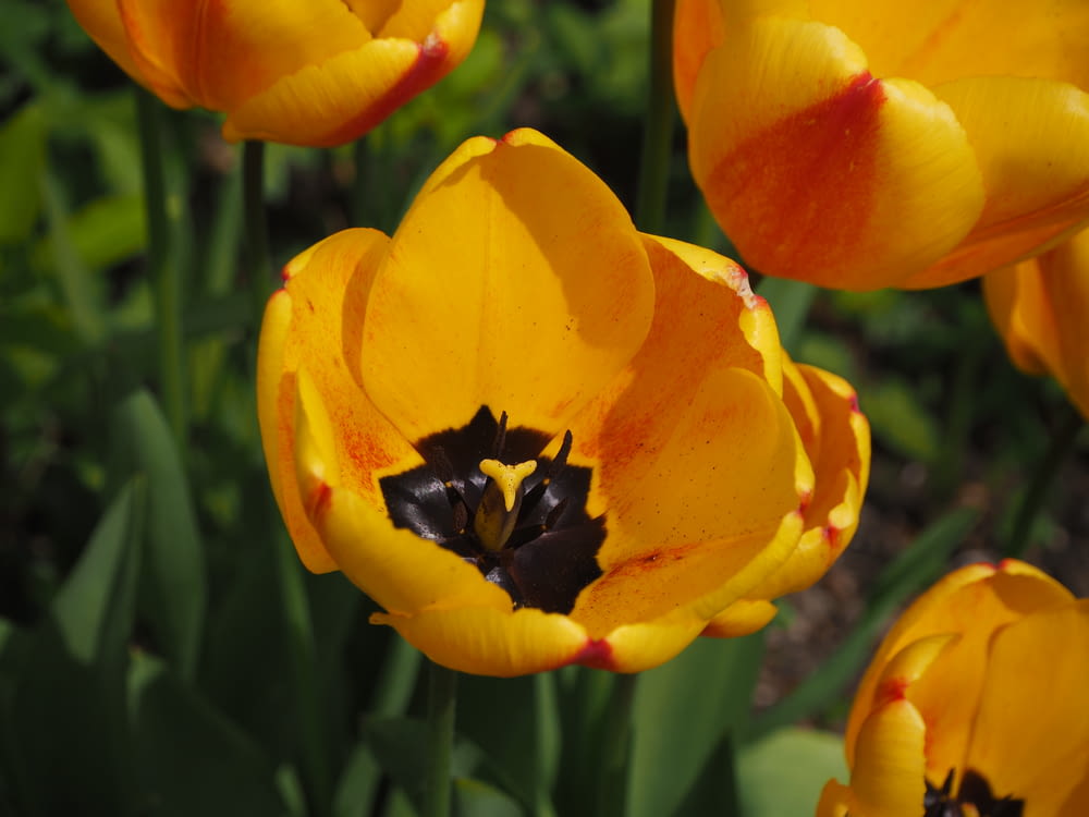 Um grupo de tulipas amarelas e vermelhas em um jardim