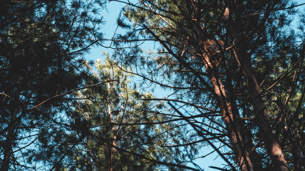 a view of the tops of trees from the ground