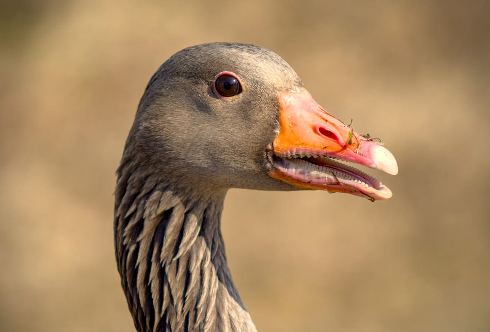 a close up of a duck's face with a blurry background