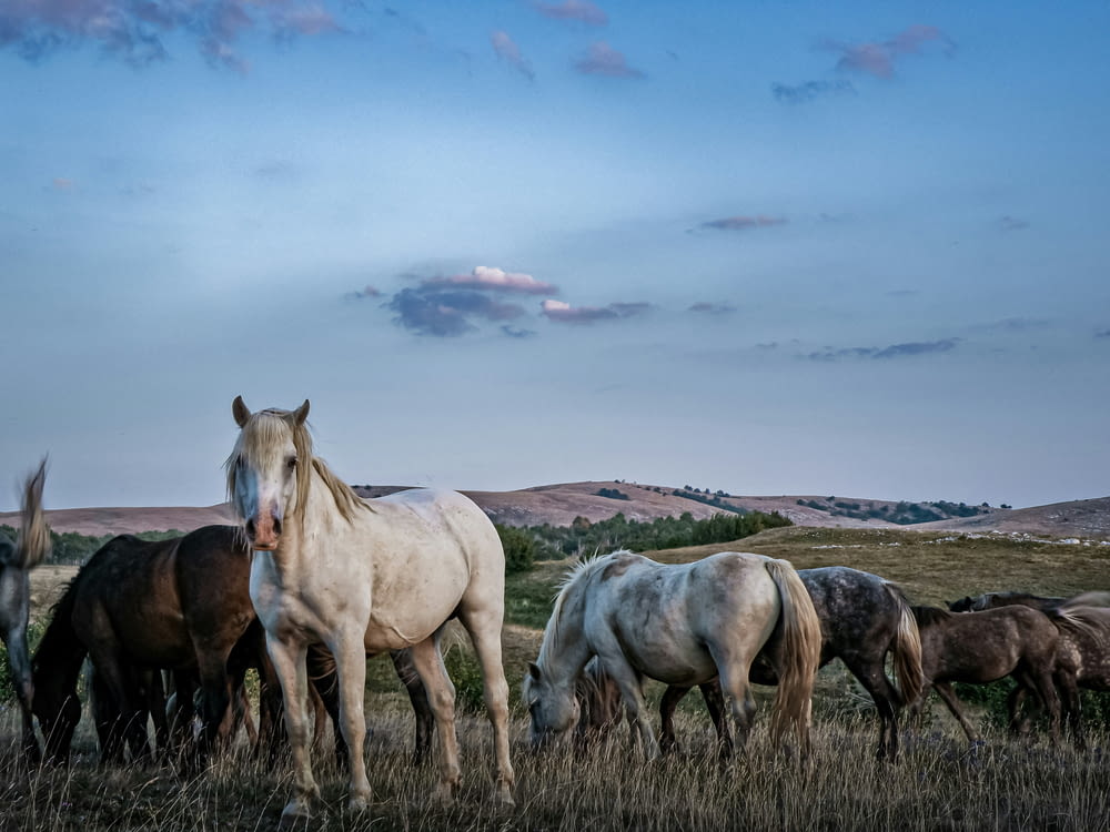 un groupe de chevaux paissant dans un champ